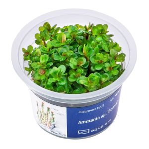 Ammannia sp Bonsai in vitro