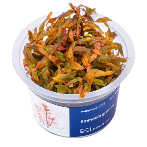 Ammannia Gracilis in vitro