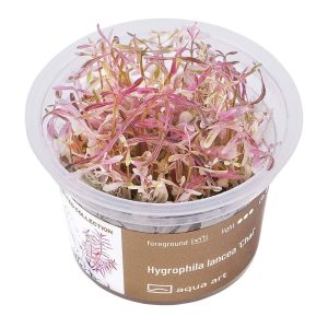 Hygrophila Lancea Chai in vitro