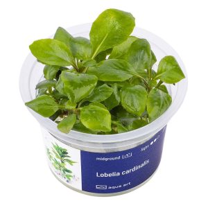 Lobelia Cardinalis in vitro