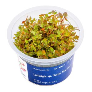Ludwigia Mini Super Red in vitro