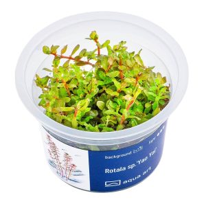 Rotala Yao Yai in vitro