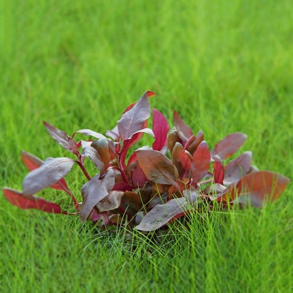 Alternanthera reineckii Lila