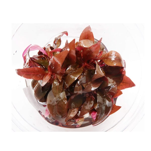 Alternanthera Reineckii Pink in vitro