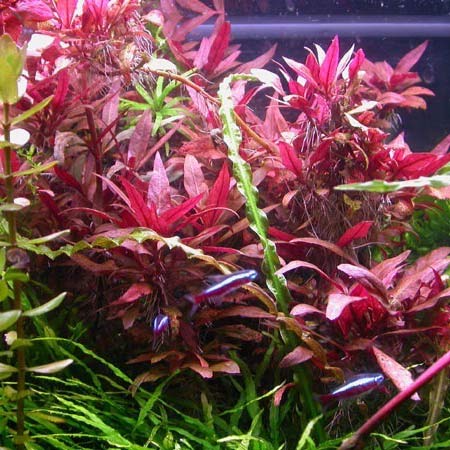 Alternanthera Reineckii Pink in vitro – Image 2