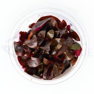 Alternanthera Splendida in vitro