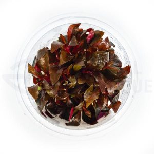 Alternanthera Sp Red in vitro