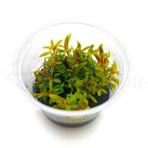 Ammannia Pedicellata Golden in vitro