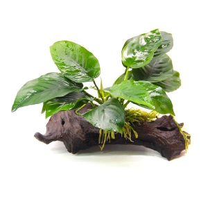 Anubias Barteri sur racine avec ventouse