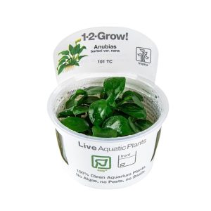 Anubias barteri nana in vitro