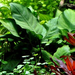 Anubias barteri var caladiifolia