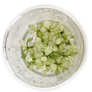 Anubias barteri var nana Snow White in vitro