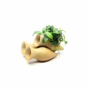 Anubias nana Bonsaï sur amphores pour crevettes