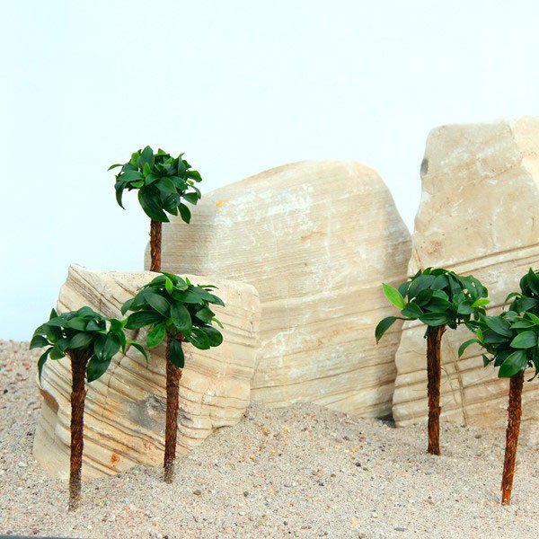 Anubias nana Bonsaï sur mini Palmier – Image 2