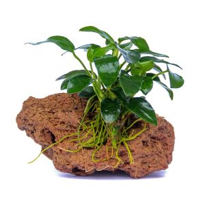 Anubias Bonsaï sur Pierre de Lave