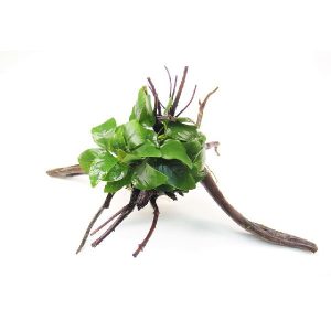 Anubias Nana sur racine araignée