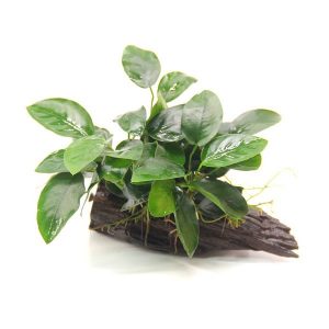Anubias Nana sur racine avec ventouse