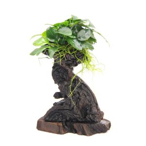 Arbre Mbuna S 14 x 8 x 25cm