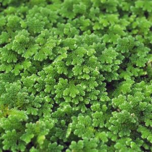 Azolla filiculoides en portion