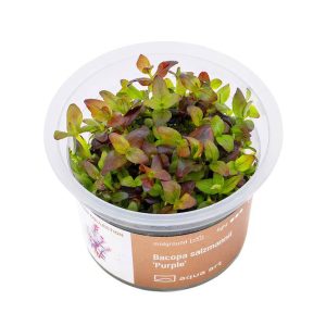 Bacopa salzmannii Purple in vitro