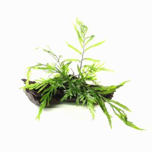 Bolbitis Heudelotii sur racine