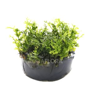 Bolbitis heteroclita Difformis in vitro