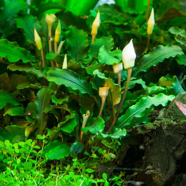 Bucephalandra pygmaea Bukit Kelam in vitro – Image 2