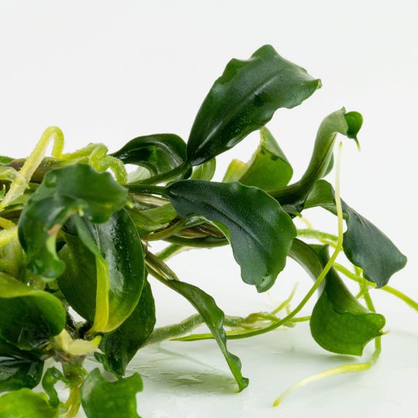 Bucephalandra pygmaea Bukit Kelam in vitro – Image 3