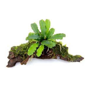 Bucephalandra pygmaea Bukit Kelam sur racine