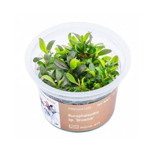 Bucephalandra sp Brownie in vitro