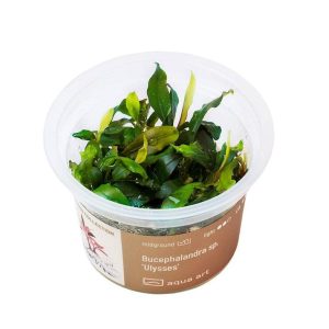 Bucephalandra sp Ulysses in vitro
