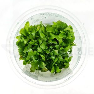 Ceratopteris Cornuta in vitro