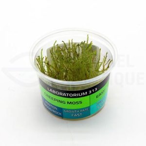Creeping Moss in vitro