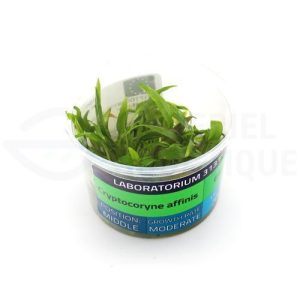 Cryptocoryne Affinis in vitro