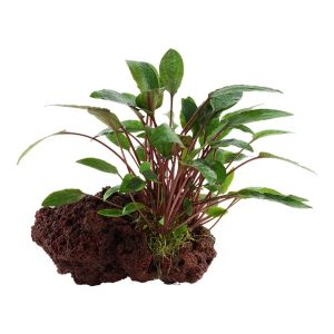Cryptocoryne Beckettii Petchii sur Pierre de Lave