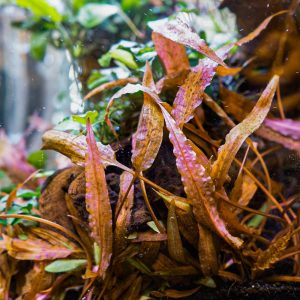 Cryptocoryne affinis Dark Orange