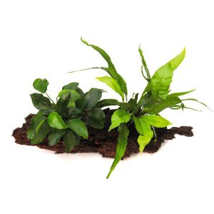 Duo Anubias Nana et Microsorum Pteropus sur racine