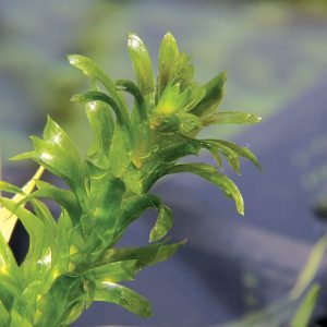 Egeria densa Special