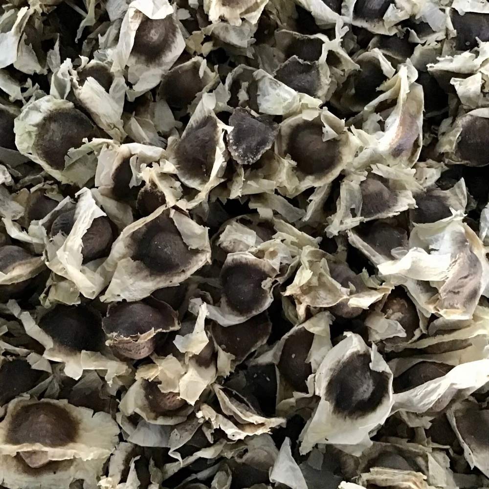 Graines de Moringa x50