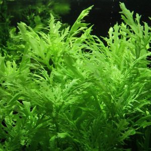 Hygrophila Difformis