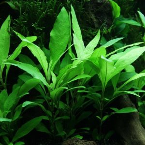 Hygrophila Siamensis 53B en mini pot