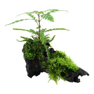 Hygrophila pinnatifida sur racine avec mousse