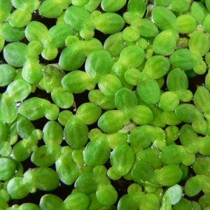 Lemna Minor – Lentille d&rsquo;eau