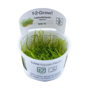 Leptodictyum riparium in vitro