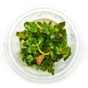 Ludwigia Repens in vitro