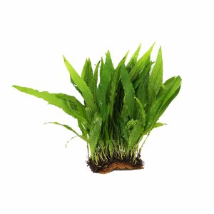 Microsorum Pteropus sur tapis 10x5cm