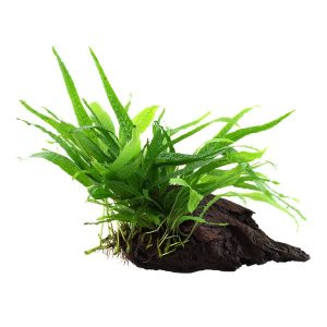 Microsorum pteropus Narrow sur racine