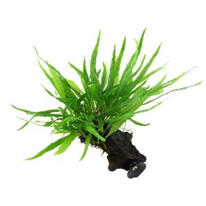 Microsorum pteropus Narrow sur racine avec ventouse