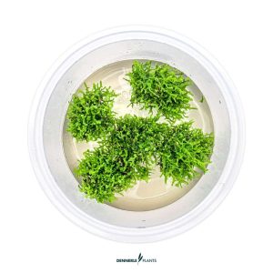 Riccardia chamedryfolia in vitro