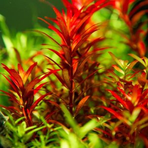 Rotala Blood Red